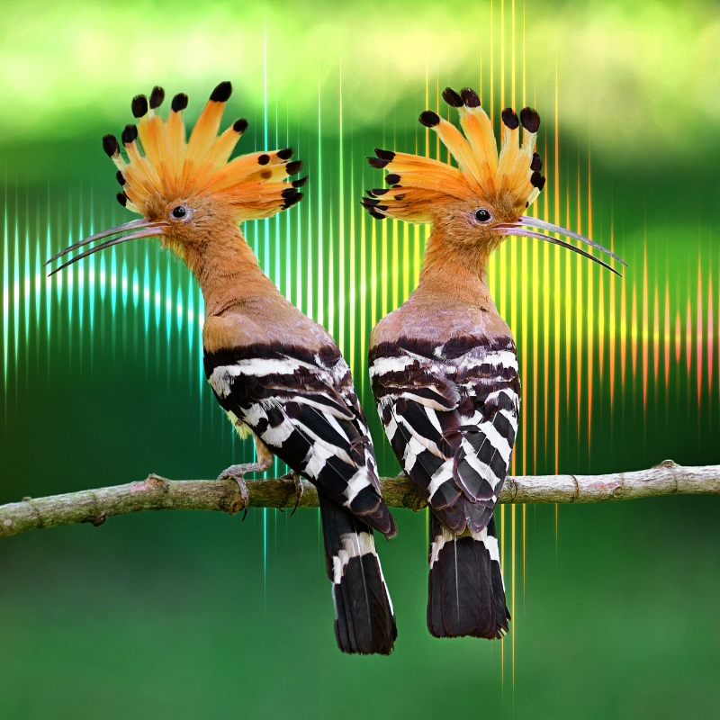 Two hoopoe birds sit side by side against a green background overlaid with colorful audio waveforms.