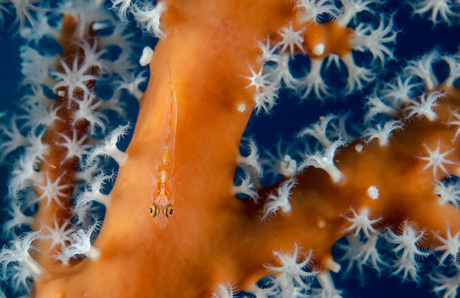 A small orange fish swims over an orange piece of coral.