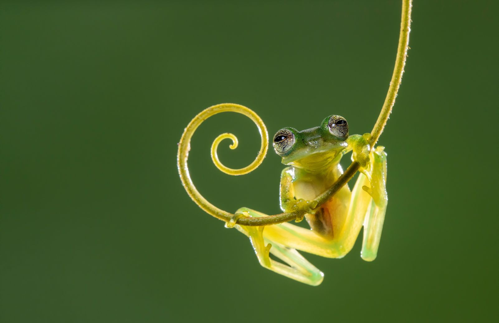 A tree frog on a vine.
