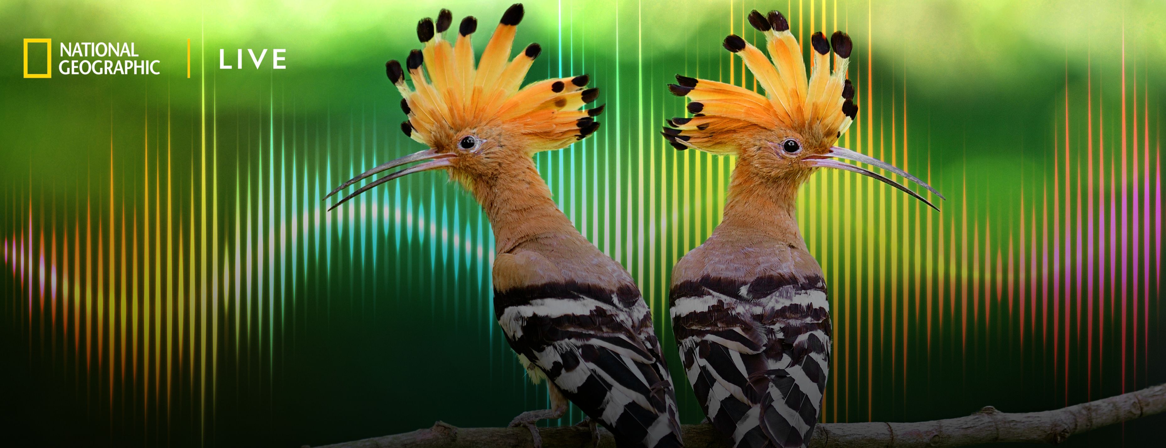 Two hoopoe birds sit side by side against a green background overlaid with colorful audio waveforms. National Geographic Live logo appears in the upper left.