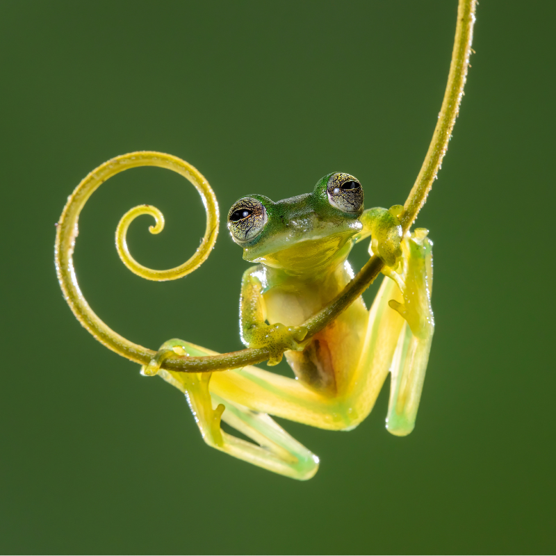 Weird World of Frogs