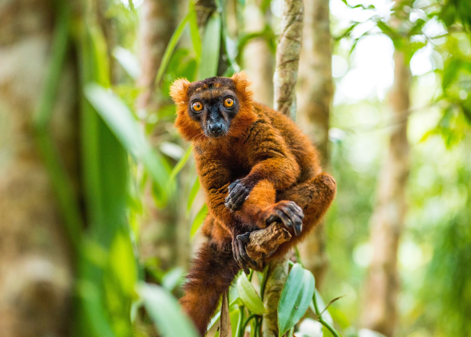 A red-ruffed lemur with striking golden eyes clings to a branch in a lush green forest.