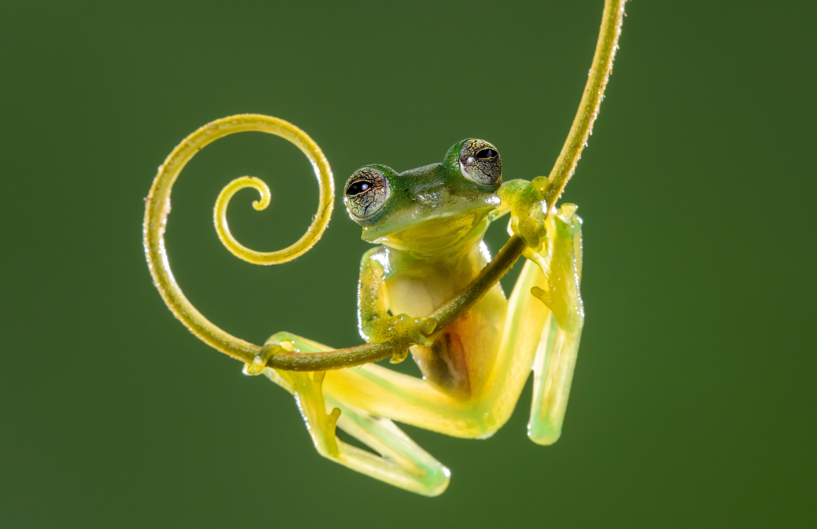 A small green tree frog clings to a curling yellow vine tendril against a soft green background.