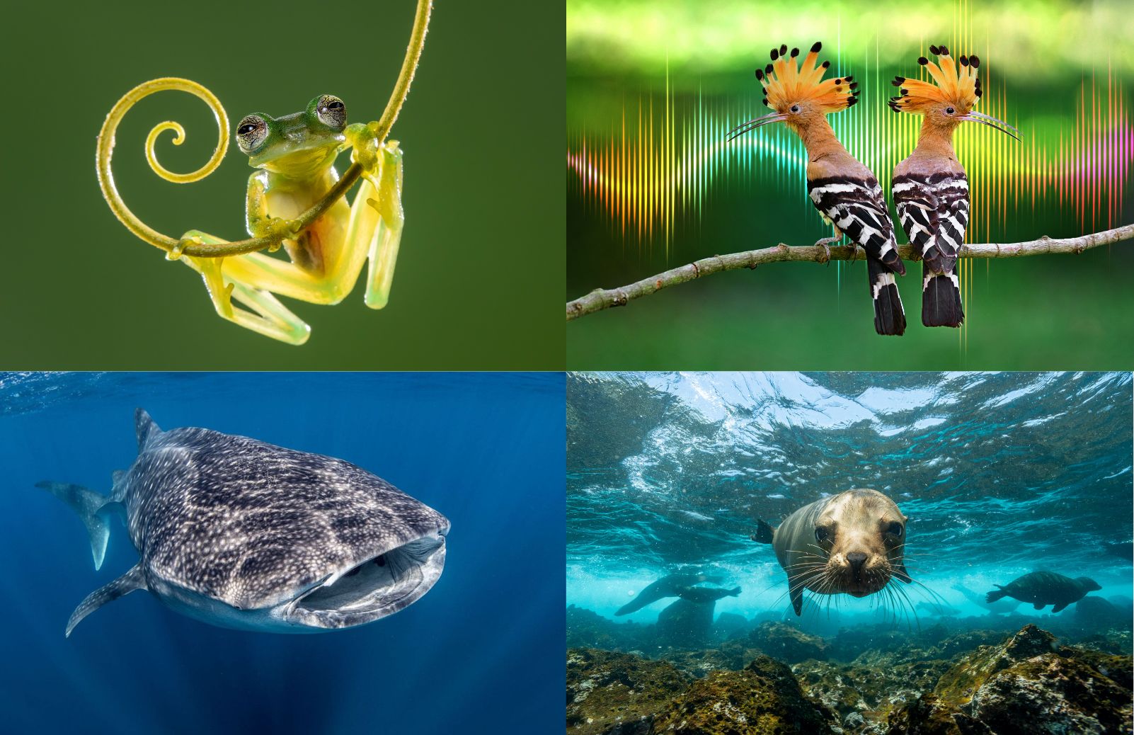 A grid of four nature images: a tree frog on a vine, two hoopoe birds on a branch with sound wave graphics, a whale shark underwater, and a sea lion swimming near a reef.