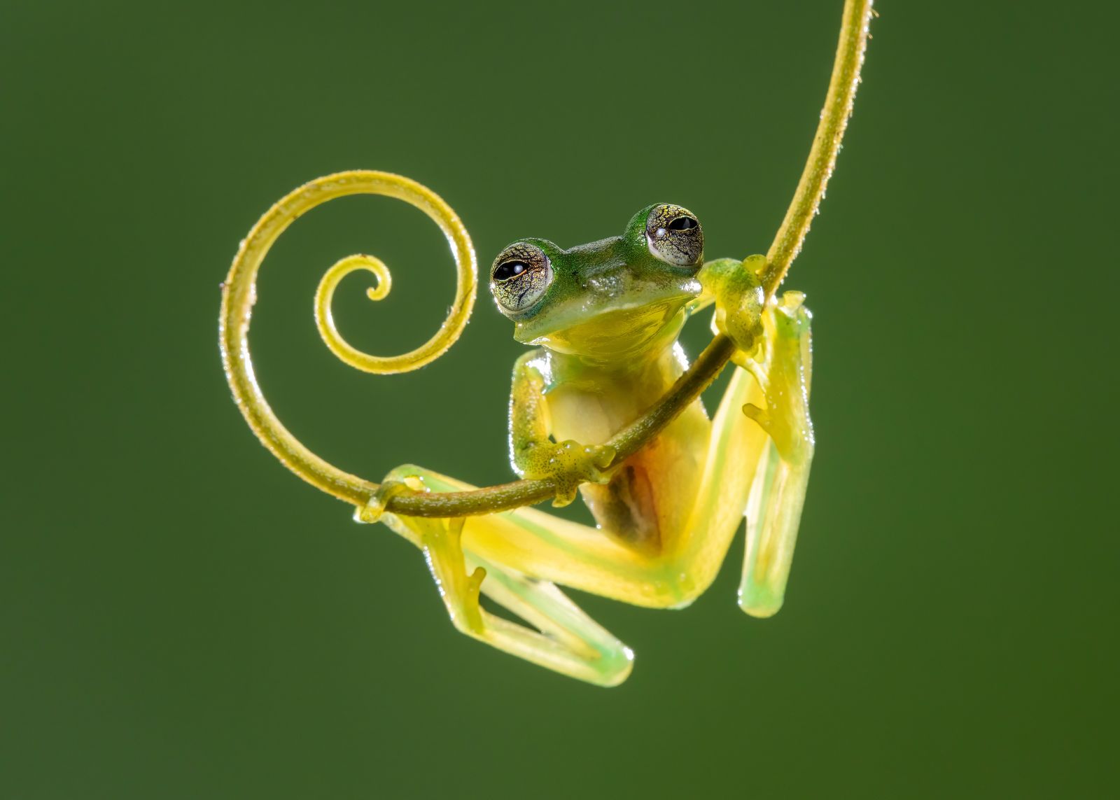 A small green frog sits on a spiraling branch, while looking into the camera.