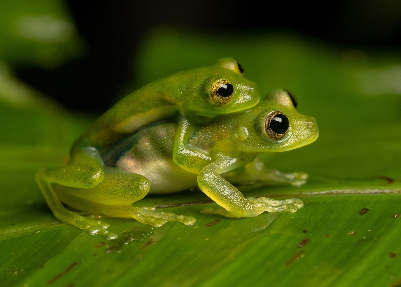 One green frog sits on top of another green frog, who is on top of a leaf.
