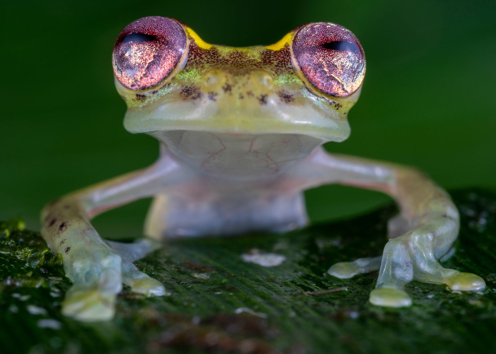 A green frog with purple eyes looks into the camera.