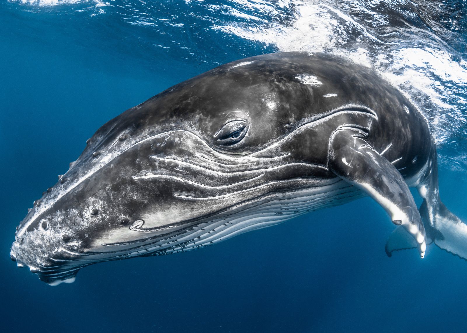 Close-up underwater view of a humpback whale's head and eye, just beneath the ocean surface.