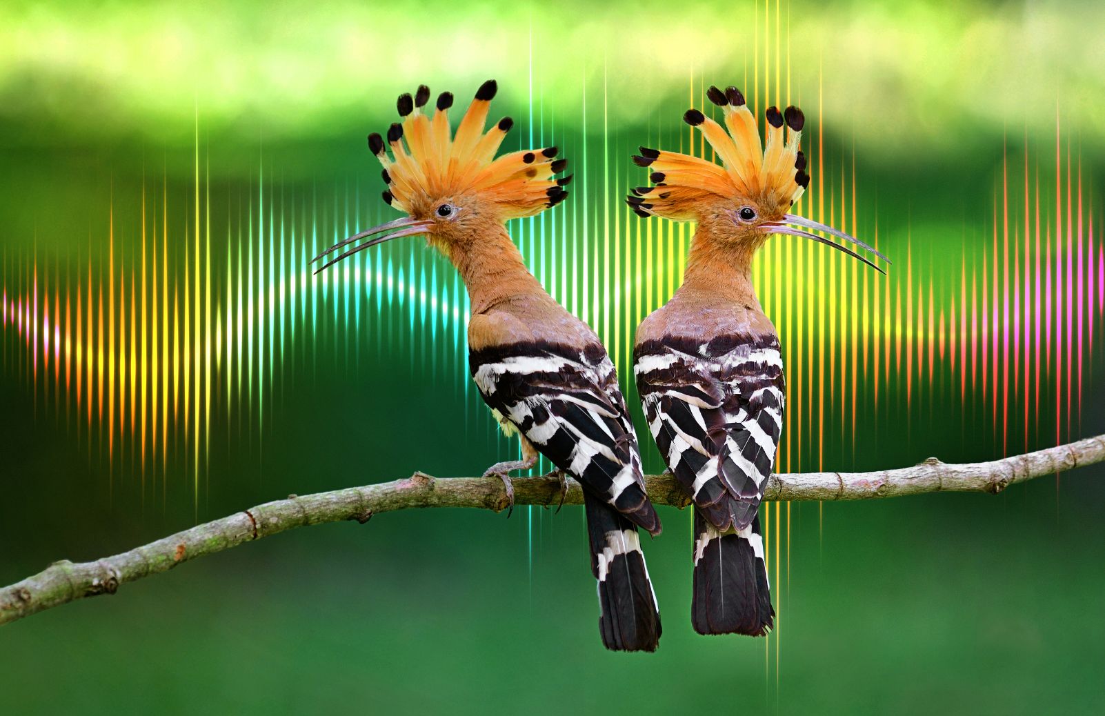 Two hoopoe birds on a branch with sound wave graphics.