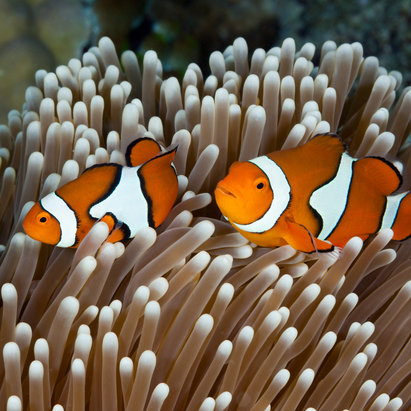 Diving the Great Barrier Reef