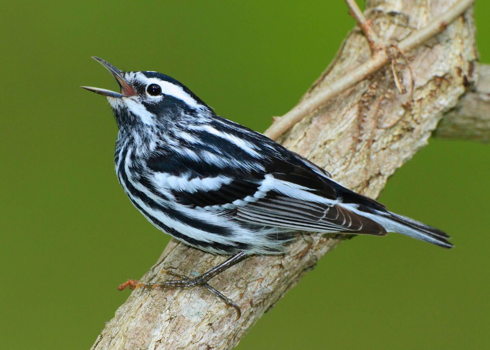 A black-and-white warbler with boldly striped plumage perches on a branch with beak open, against a green background.