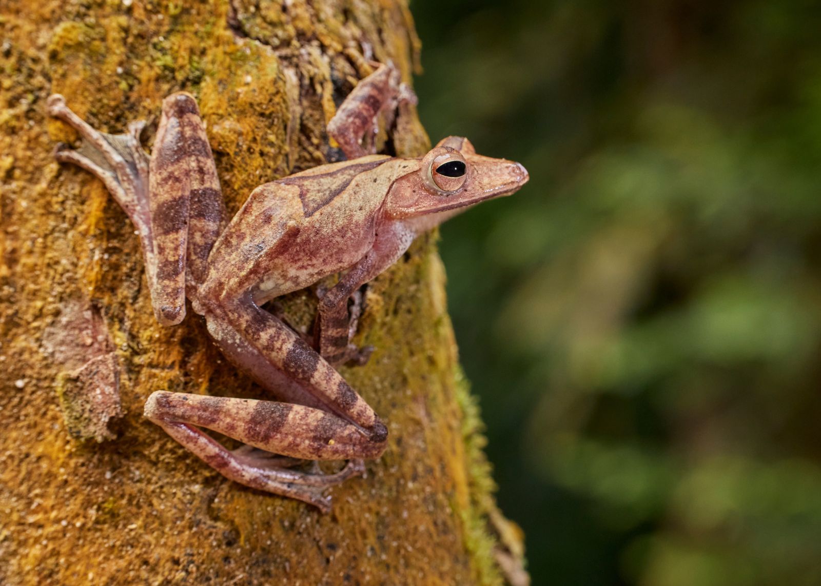A brown frog sits on a tree and looks to the right.