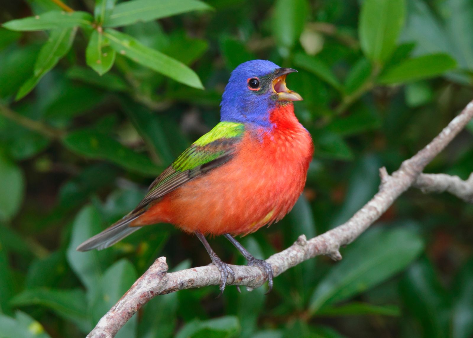 A painted bunting with vivid blue, red, and green plumage perches on a branch with its beak open, set against green foliage.
