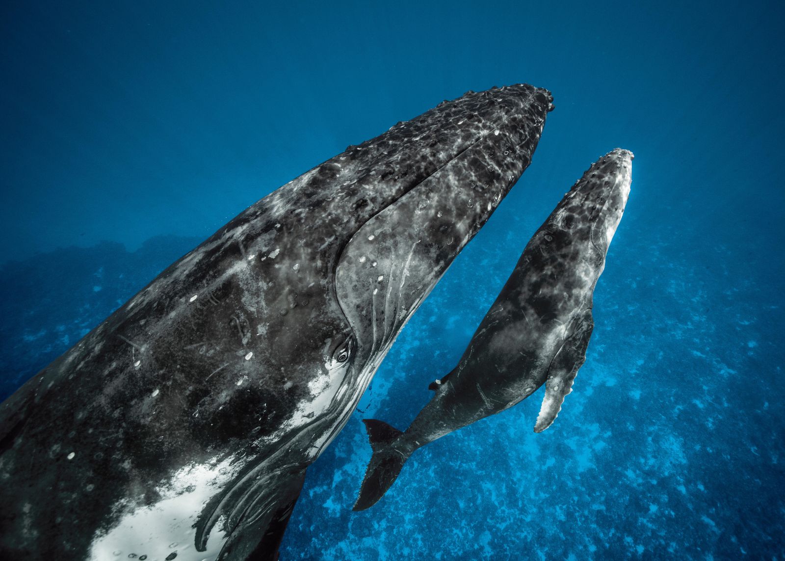 An adult humpback whale and calf swim side by side in deep blue water, photographed from below.