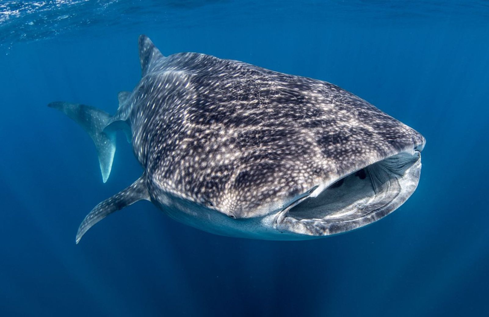 A whale shark underwater.